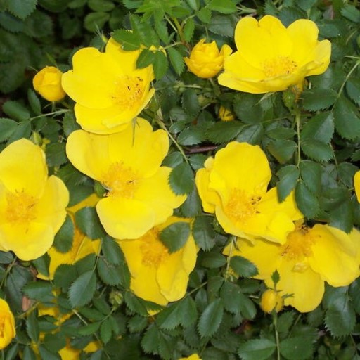عرق گل زرد(1.5لیتری)