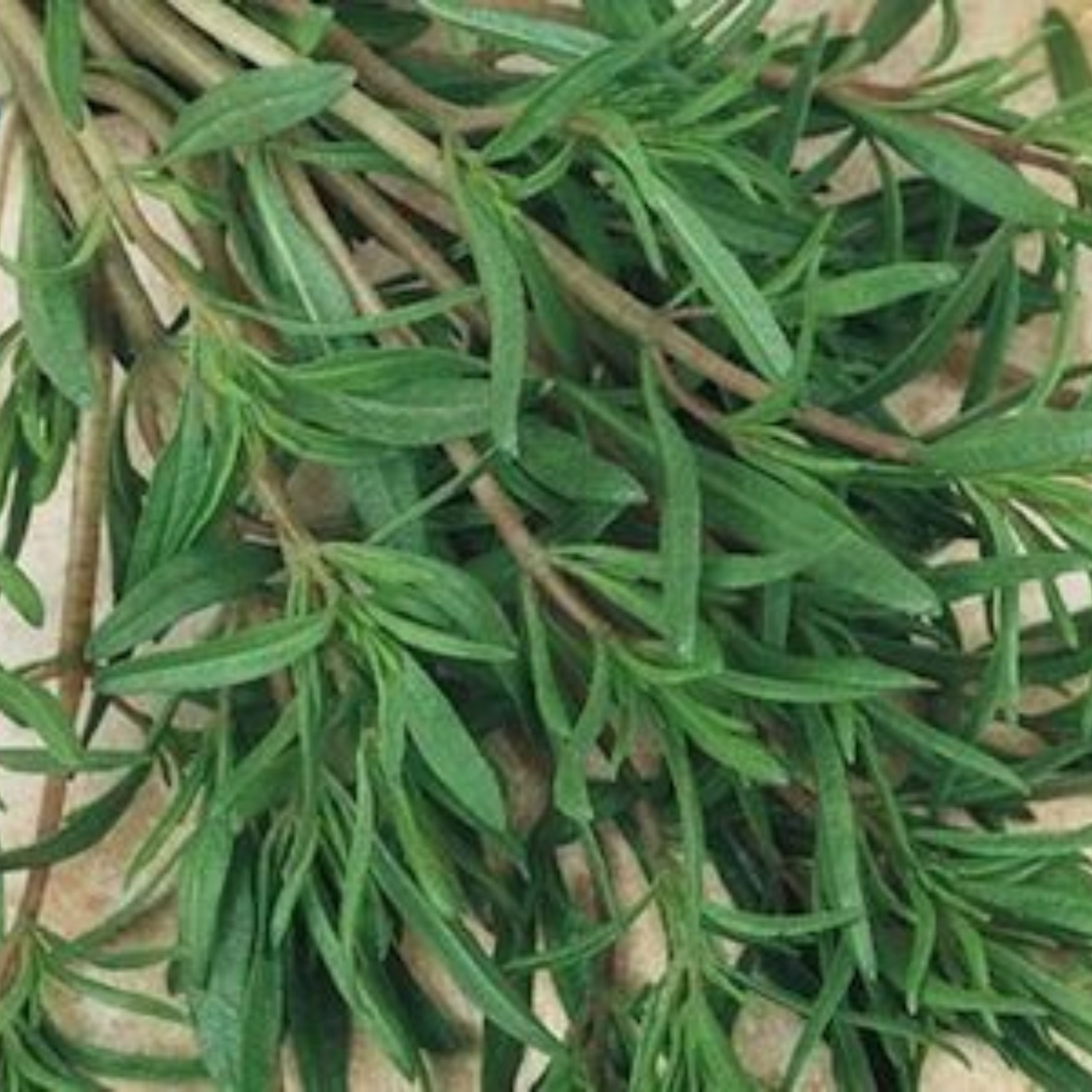 عرق مرزه مخصوص خانگی صددرصد طبیعی سحرانا