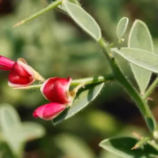 عرق خارشتر خانگی صددرصد طبیعی سحرانا