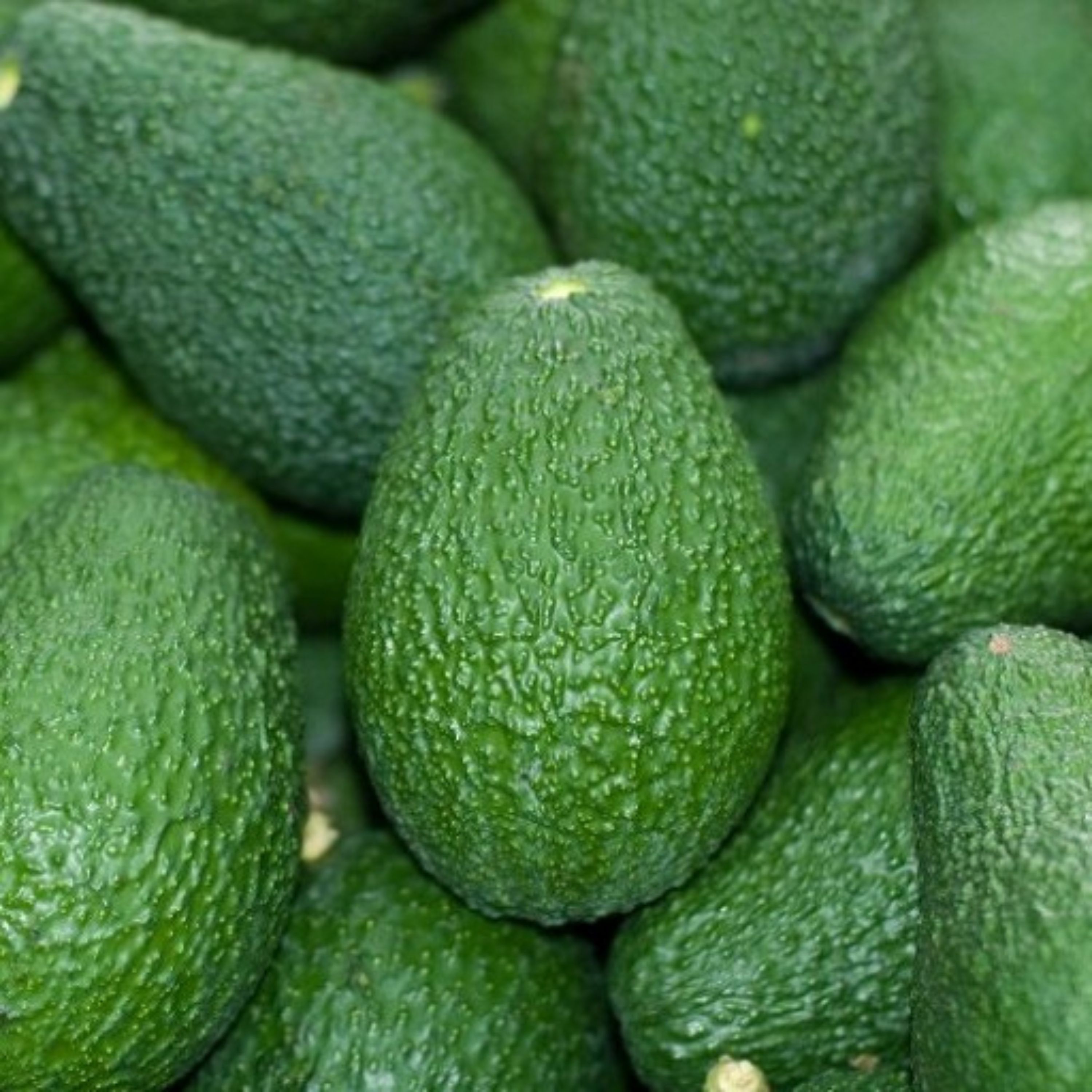 روغن آووکادو صددرصد طبیعی غلیظ سحرانا