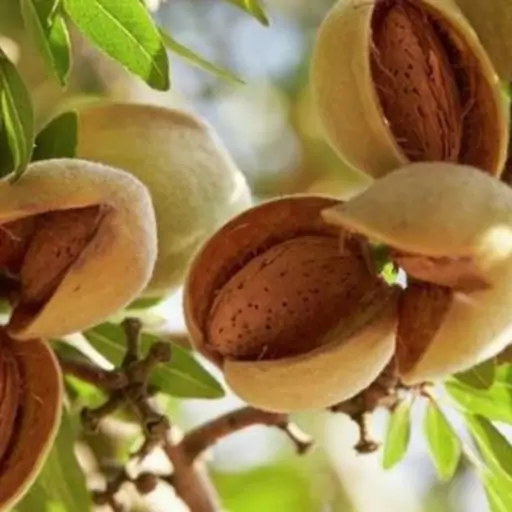 روغن بادام تلخ اصل سحرانا (30میلی لیتر)