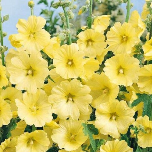 دمنوش گل ختمی زرد سحرانا (100گرم)