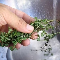 دمنوش آویشن اعلا سحرانا (100گرم)