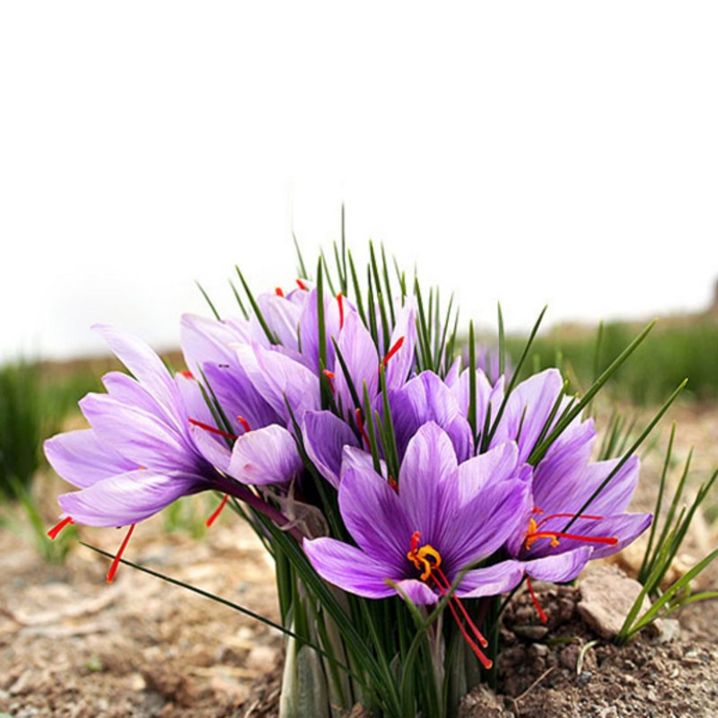 دمنوش گل زعفران سحرانا - 50 گرم