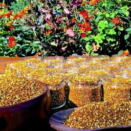 گرده گل زنبور عسل ایرانی خالص یک دست بینظیر 