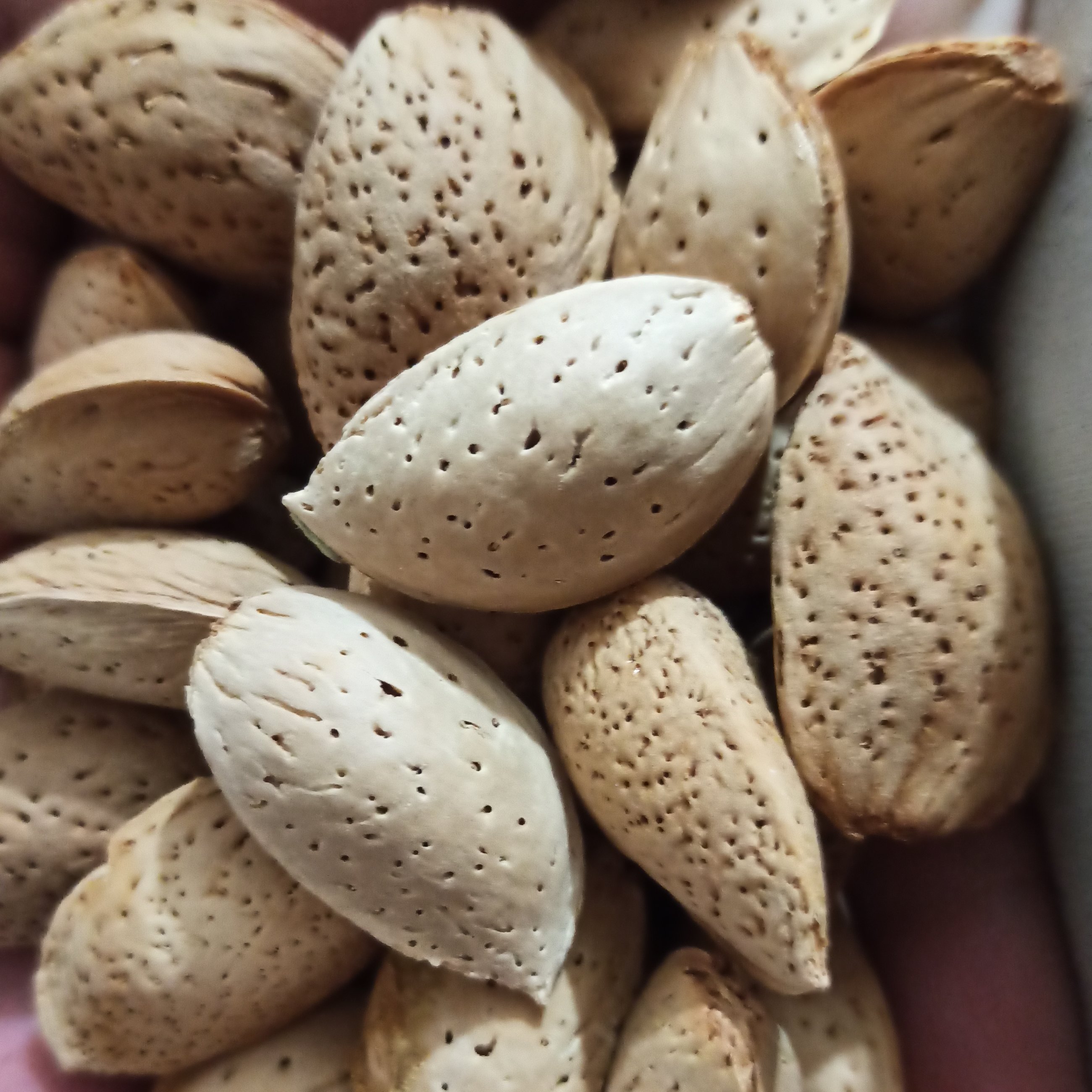 بادام سنگی امسالی (درشت و یکدست) یک کیلویی طهورا