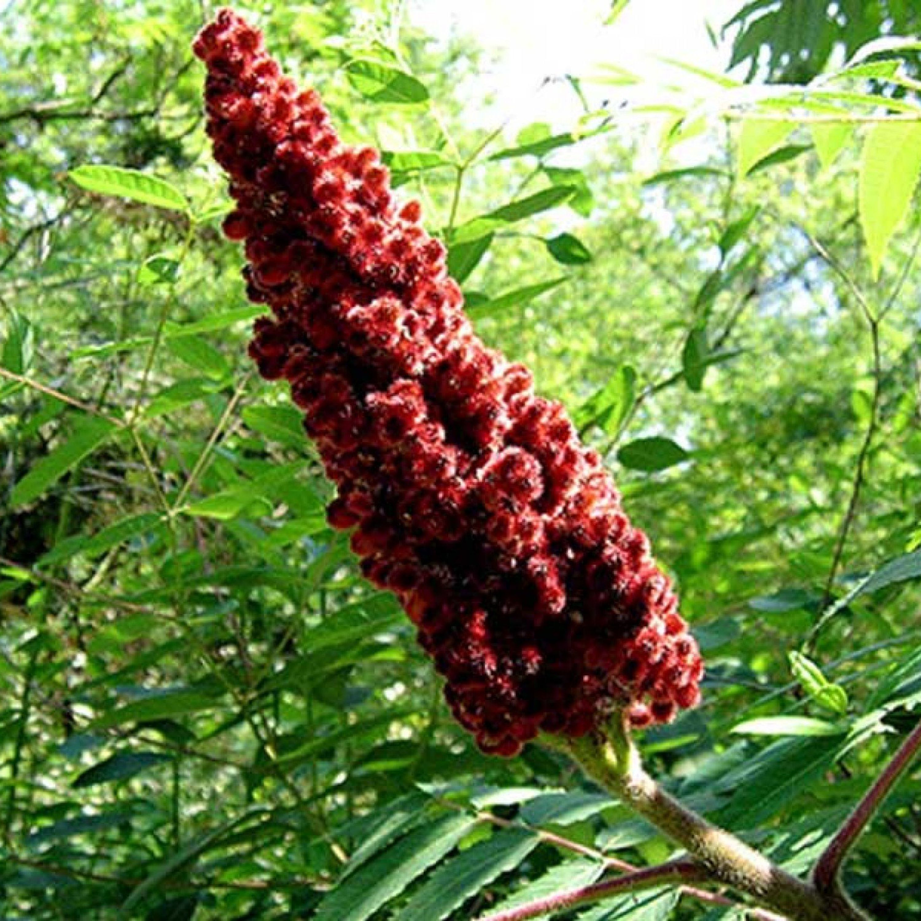 عسل طبیعی سماق(عسل فروشی مادر )