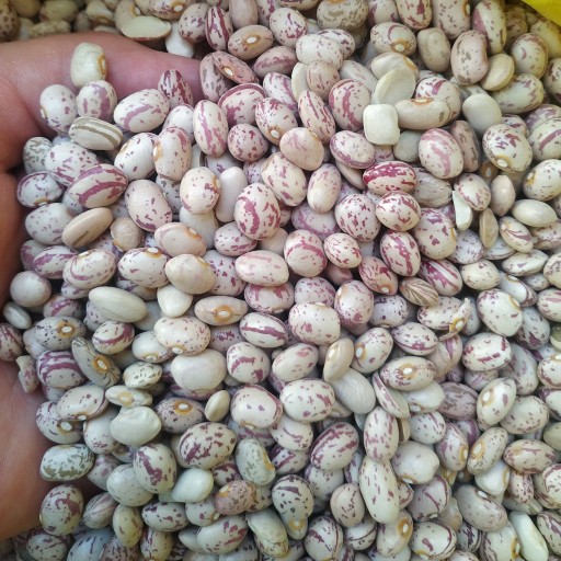 توضیحات تصویر