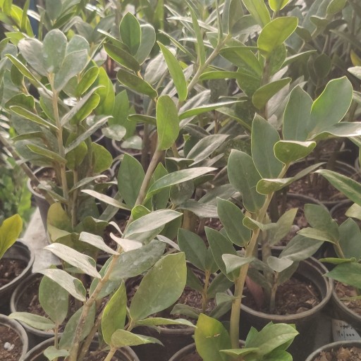 گیاه زامیفولیا (زاموفیلیا) گیاه محبوب جهان