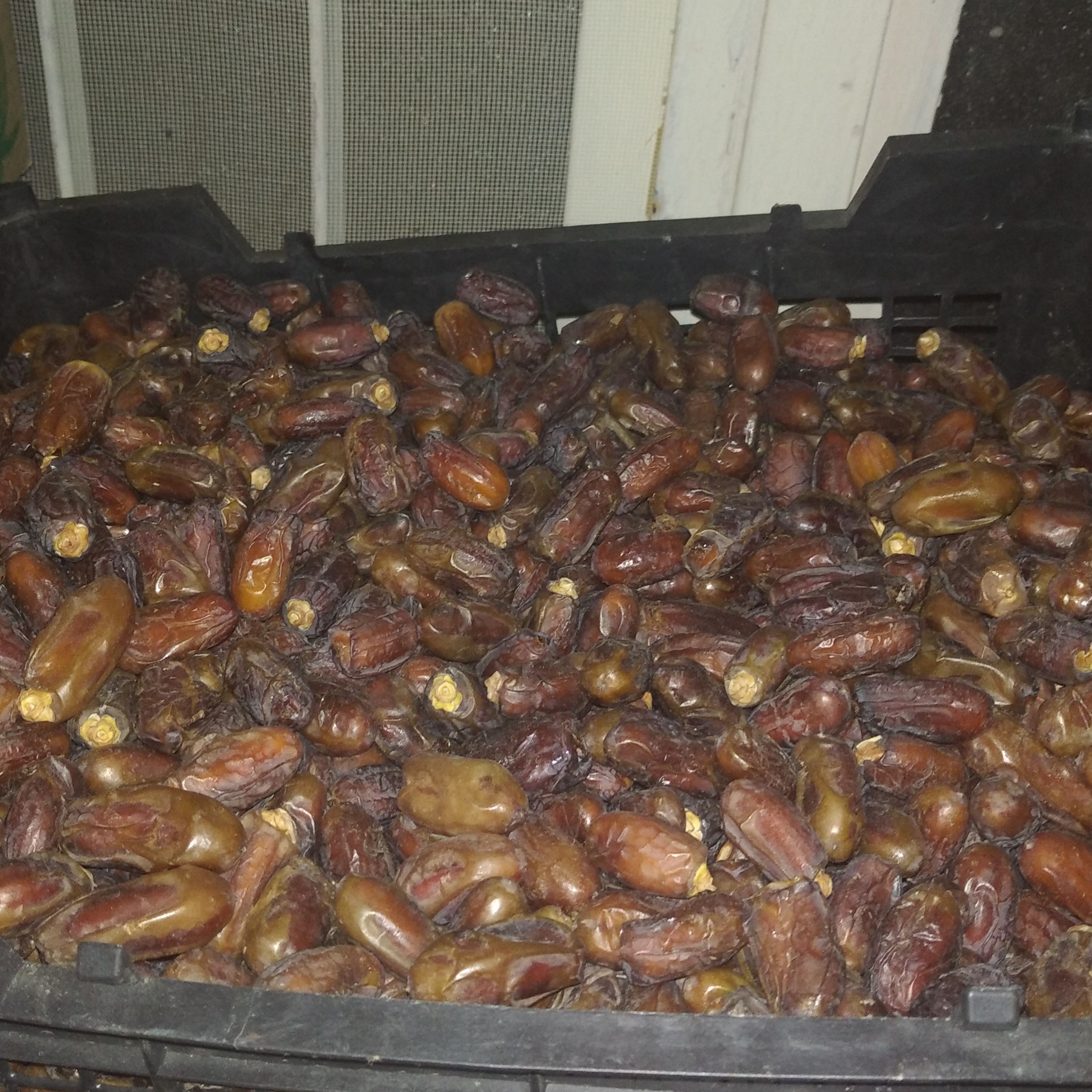 خرمای زردان آیشه ای متوسط