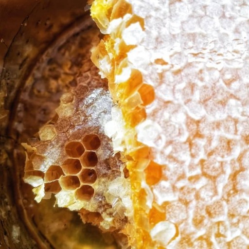 عسل با موم طبیعی سبلان
