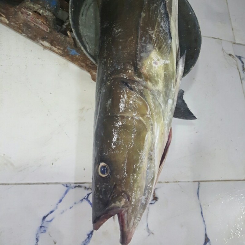 ماهی سوکلا(ماهی سکن)