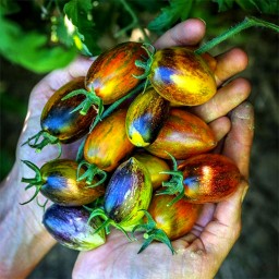 بذر گوجه فرنگی رنگین کمان اتمیک 10عددی