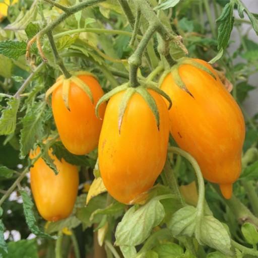 بذر گوجه موزی زرد 10عددی