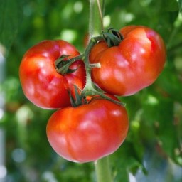 بذر گوجه فرنگی بدبختی 10عددی