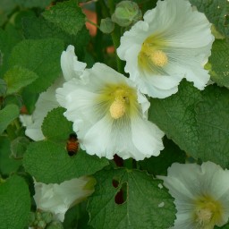 بذر گل ختمی سفید 1گرمی