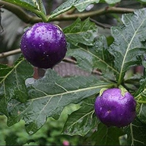 بذر گوجه گیلاسی بنفش 10 عددی