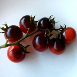 بذر گوجه گیلاسی بلوبری قرمز 10عددی