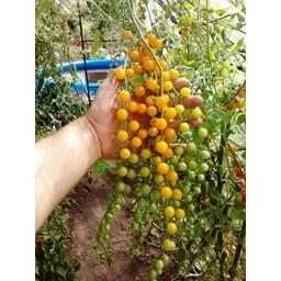 بذر گوجه فرنگی زرد بسیار ریز 10عددی