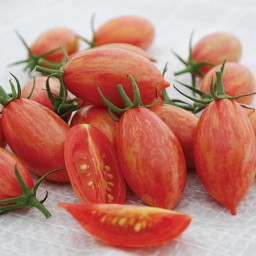 بذر گوجه چری زیتونی ببری 10عددی