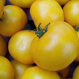 بذر گوجه فرنگی زرد بوته ای 20 عددی