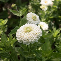 بذر گل آهار سفید پاکوتاه 150عددی