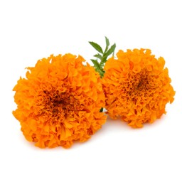 گل جعفری مخلوط زرد و نارنجی