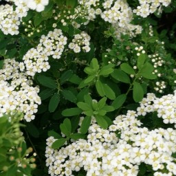 بذر گل عروس سفید 1گرمی