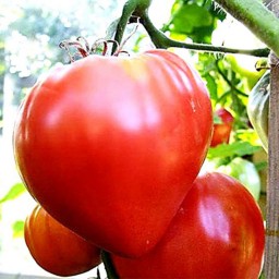 بذر گوجه قلبی قرمز درختی 30 عددی