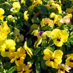 بذر گل بنفشه زرد 500 عددی