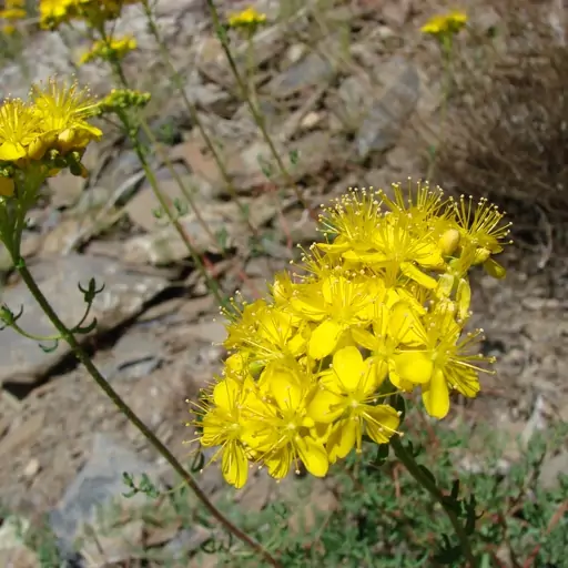 بذر علف چای اسکبروم 1گرمی