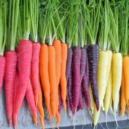 بذر هویج رنگی میکس 1گرمی