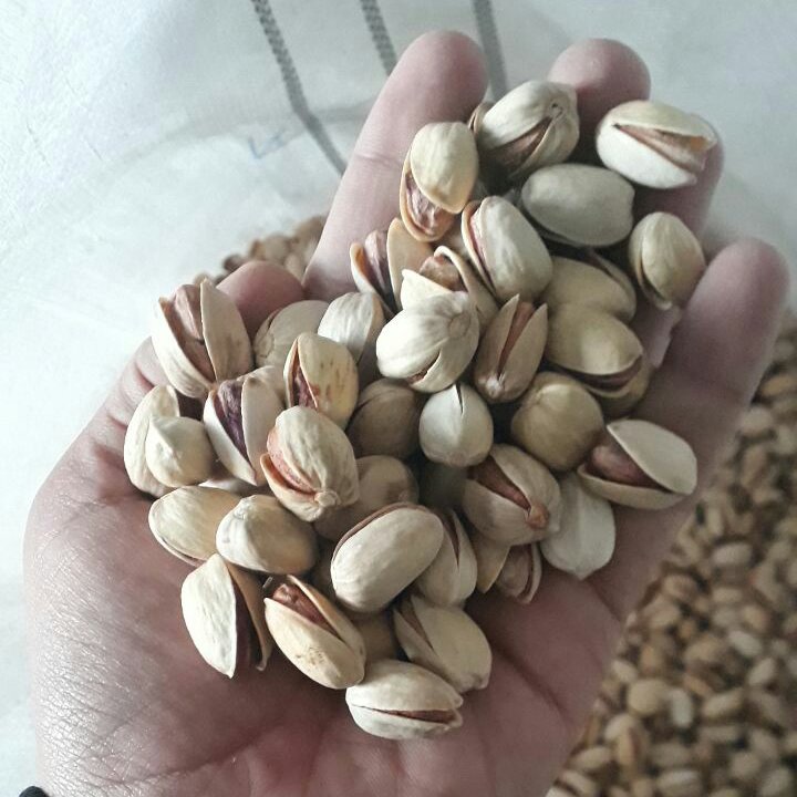 پسته کله قوچی درجه 1 مزرعه ی سبز(
تضمین کیفیت و امکان مرجوع کالا)