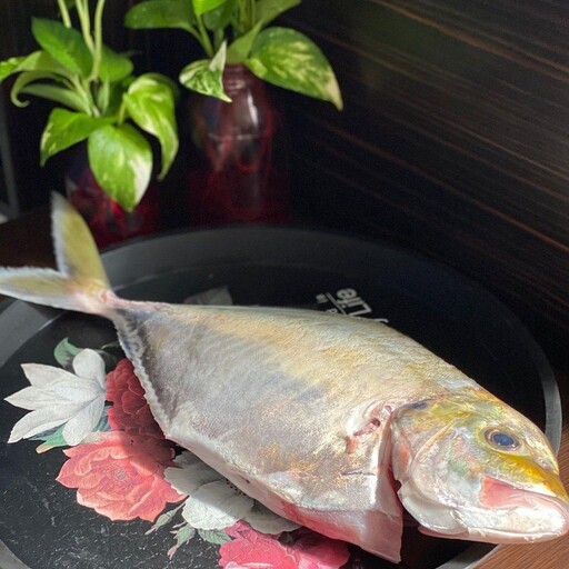 ماهی جَش سفید ( پک 3 کیلویی )