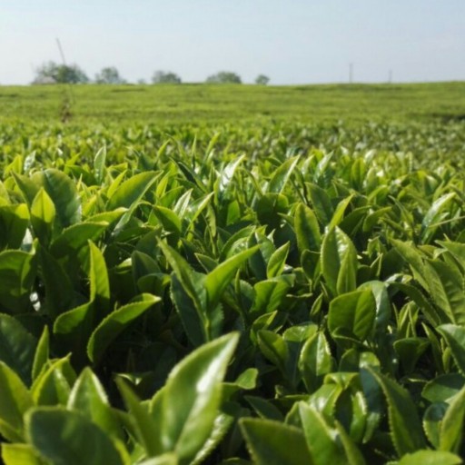 چای سبز ایرانی 100 گرمی اعلا - فروشگاه از مزرعه