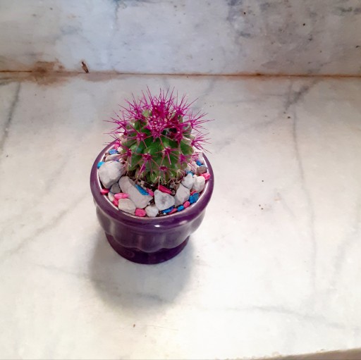کاکتوس اچینو تیغ رنگی در گلدان سرامیکی بنفش