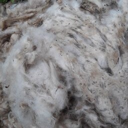 پشم  گوسفند محلی تمیز نشده   10 کیلو