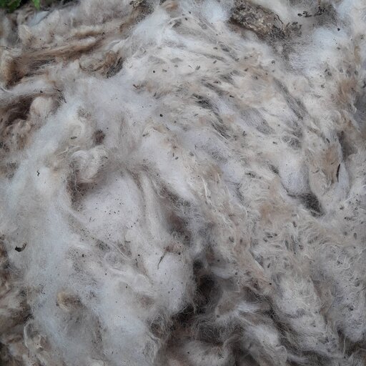 پشم  گوسفند محلی تمیز نشده   5 کیلو