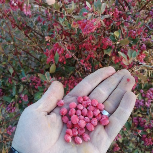 زرشک اناری امسالی (یک کیلویی) برداشت پاییز 1402   با تضمین کیفیت محصولات جمالی 