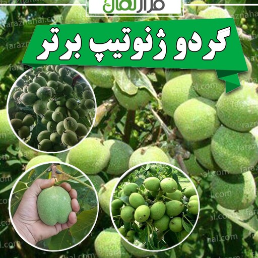 گردو ژنوتیپ تیپ 7   پوست کاغذی دیرگل ومقاوم سرما(ارسال نهال پنج عدد به بالا)