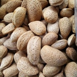 بادام درختی شیرین ایرانی و100 درصد طبیعی