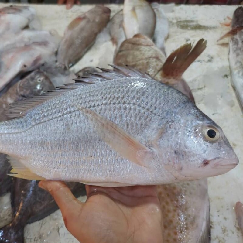 ماهی شانک یاشعوم صادراتی 