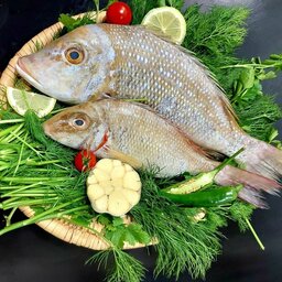ماهی شعری یاشهری بوشهر 