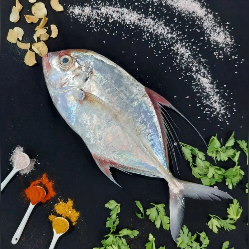 ماهی جش یاگیش بوشهر