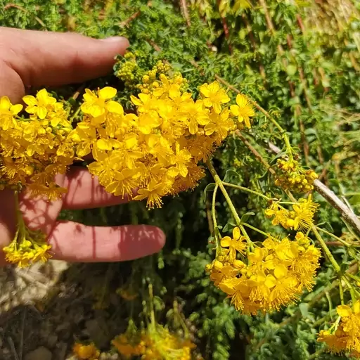 دمنوش تشنه داری (تشنه داری) درجه یک 100گرمی