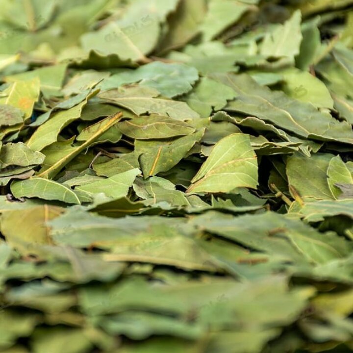 برگ بو بومی