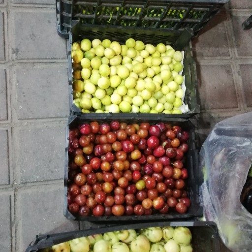 فروش انواع میوه های محلی