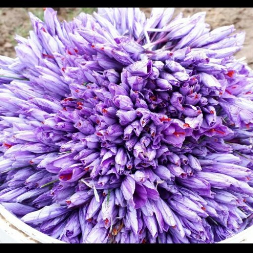 گلبرگ زعفران 200گرمی