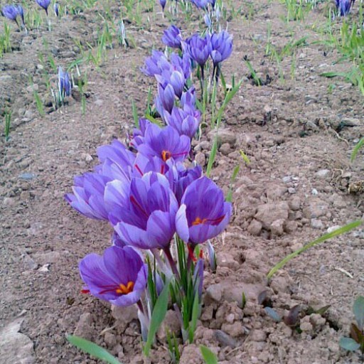 گلبرگ زعفران 200گرمی
