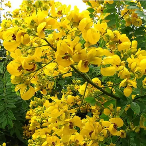 بذر درخت کاسیا یا سنا رقم (Cassia Spectabilis)